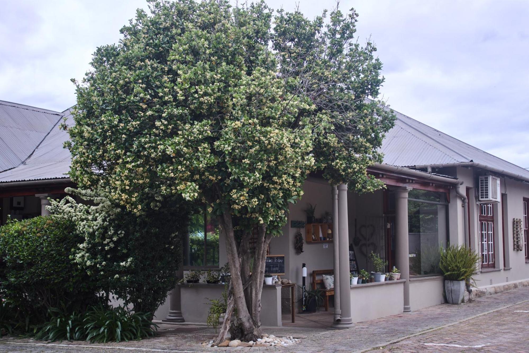 De Akker Guest House Oudtshoorn Eksteriør billede